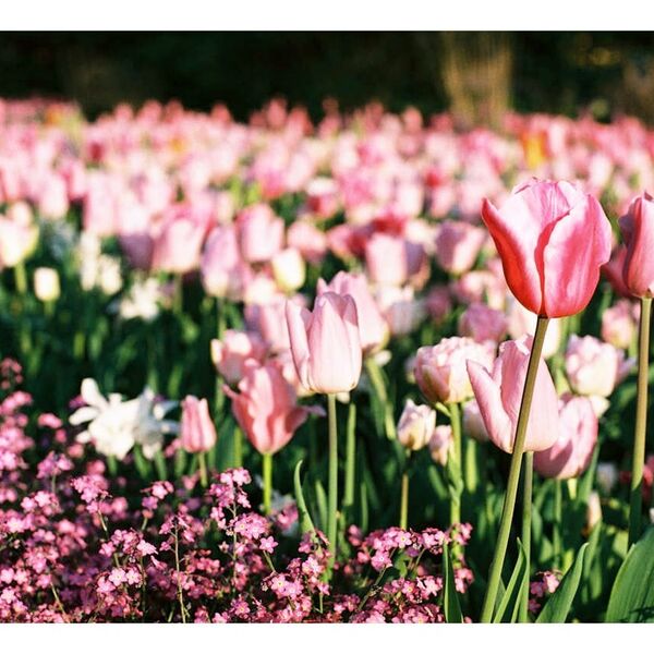 Film - Spring Flowers in Visby