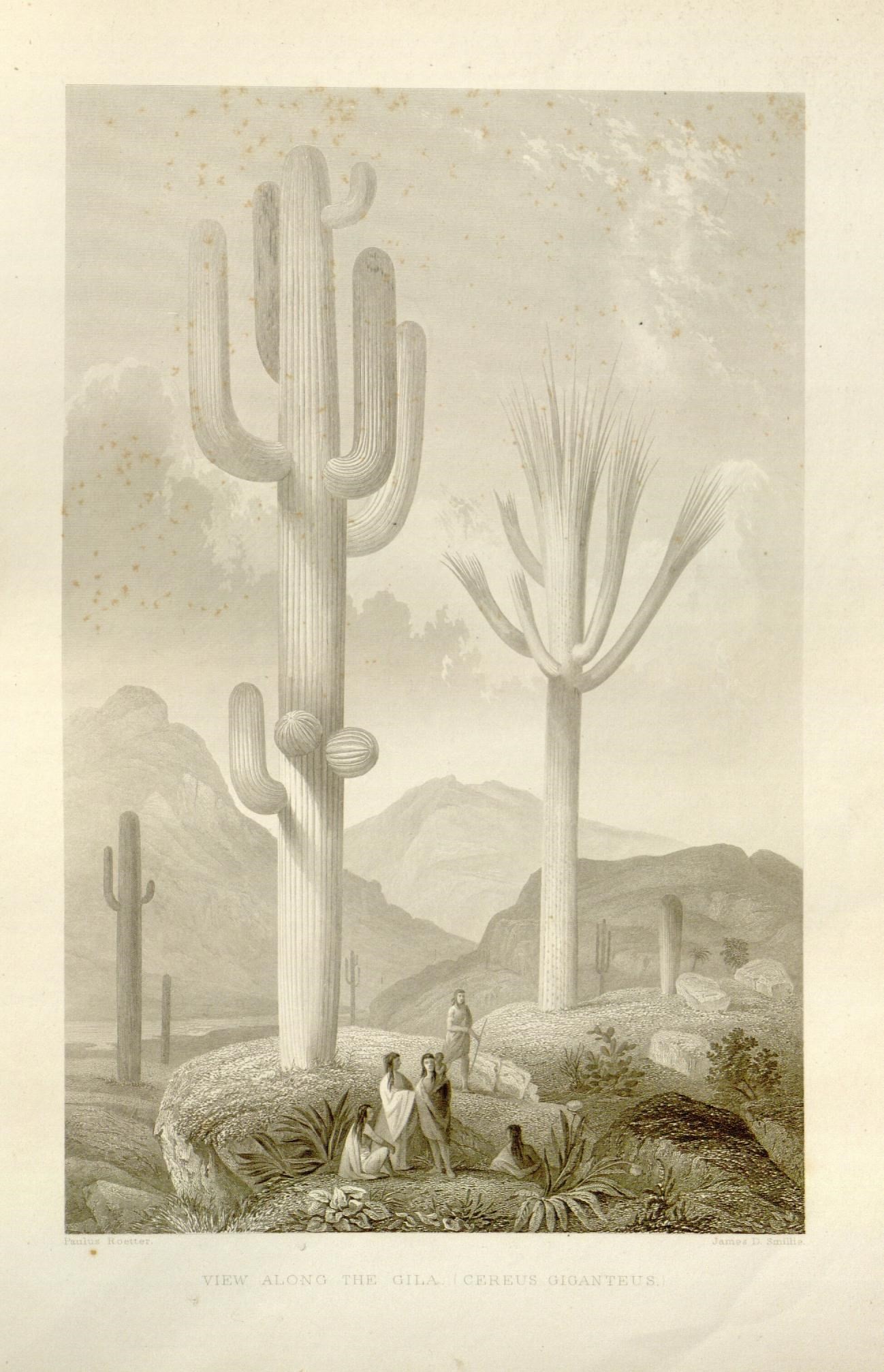 Desert with cactii. View Along the Gila. Cereus Giganteus. The botanical works of the late George Engelmann, collected for Henry Shaw, esq.