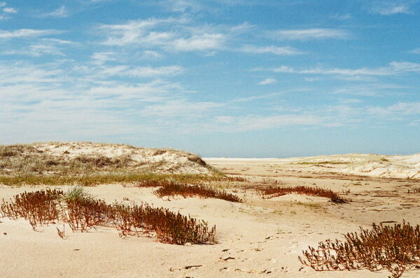 Low Tide Dunes