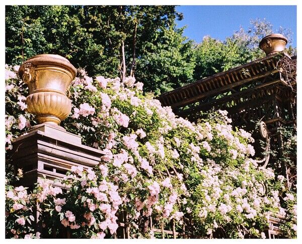 Versailles Flowers II