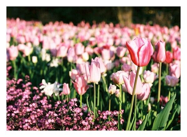 Spring Flowers in Visby