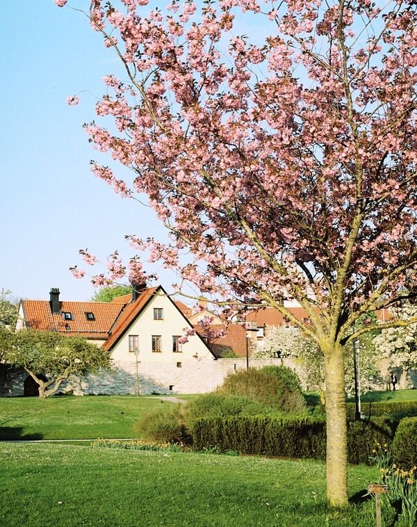 Visby Spring